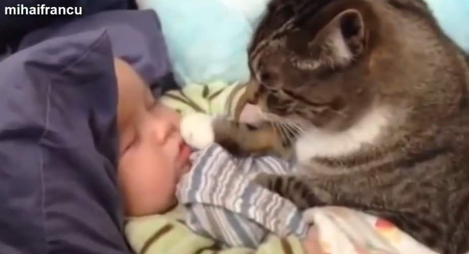 赤ちゃんが大好きなペットたち 赤ちゃんにキスするネコ 赤ちゃんを守る犬 Buzzmag