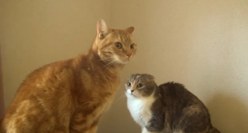 丸くなるネコ