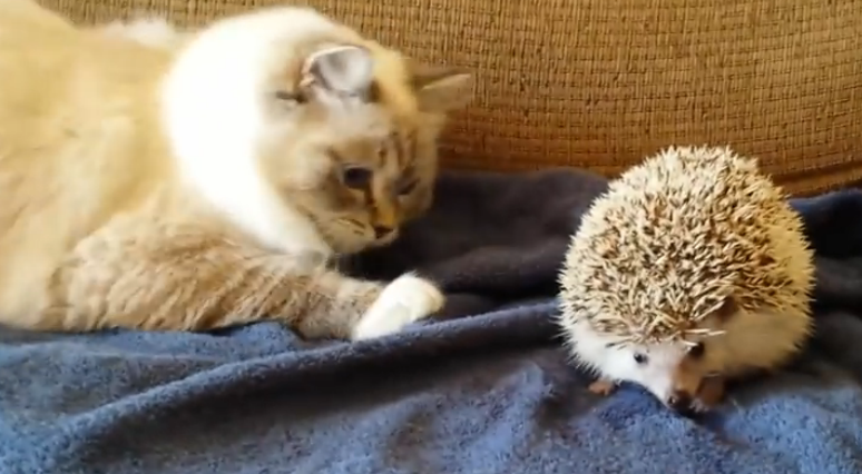 ハリネズミの上に座ったネコ