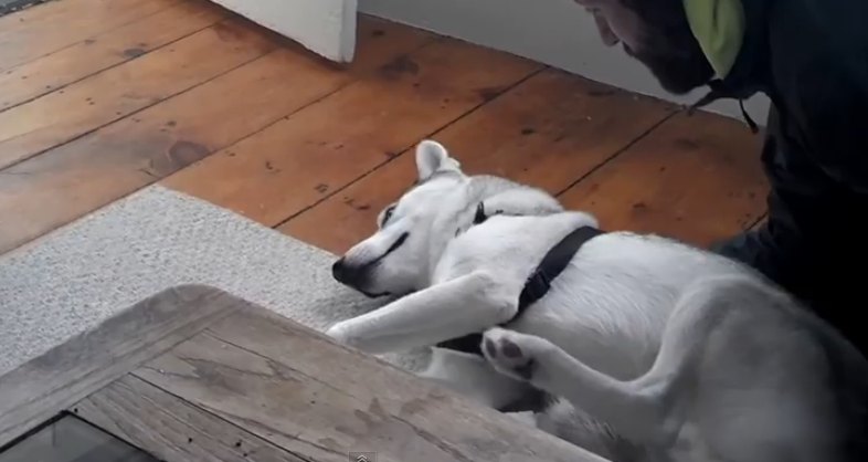 散歩に行きたくない犬