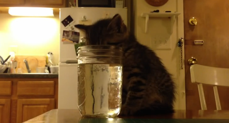 水を飲みながら眠ってしまった猫