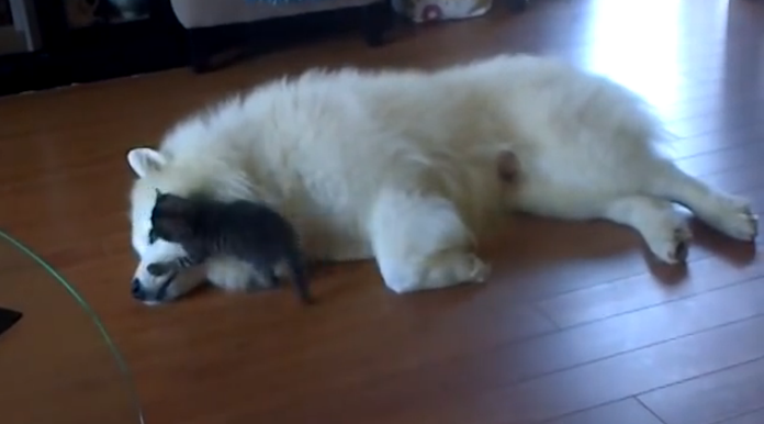 子猫の好きなようにさせてあげるサモエド犬