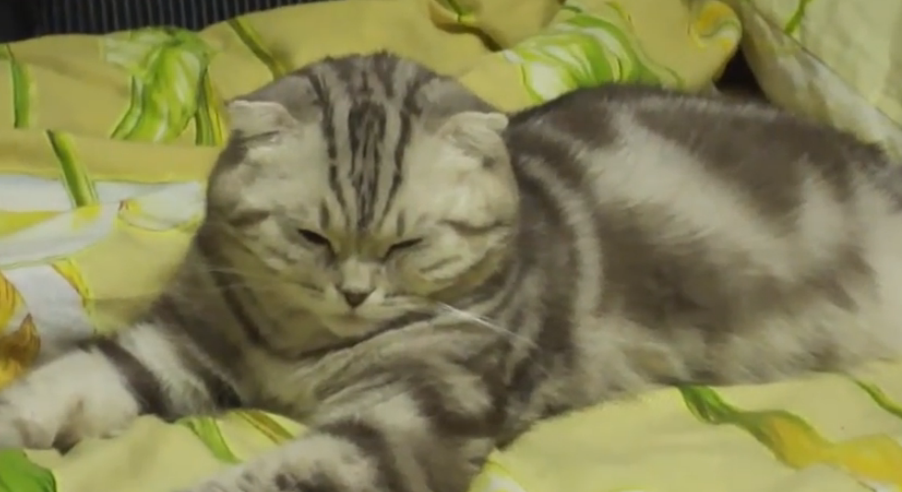 猫の寝落ちの瞬間
