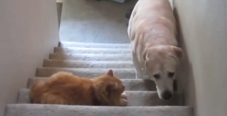ネコを怖がる犬