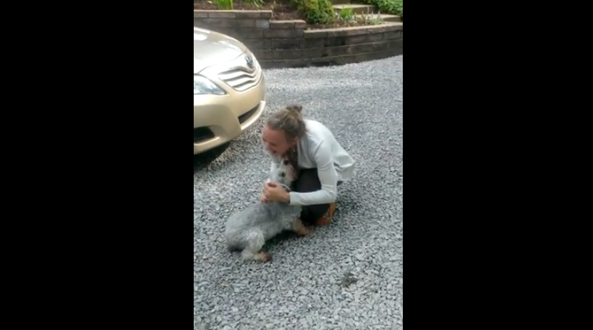 感動のあまり失神する犬