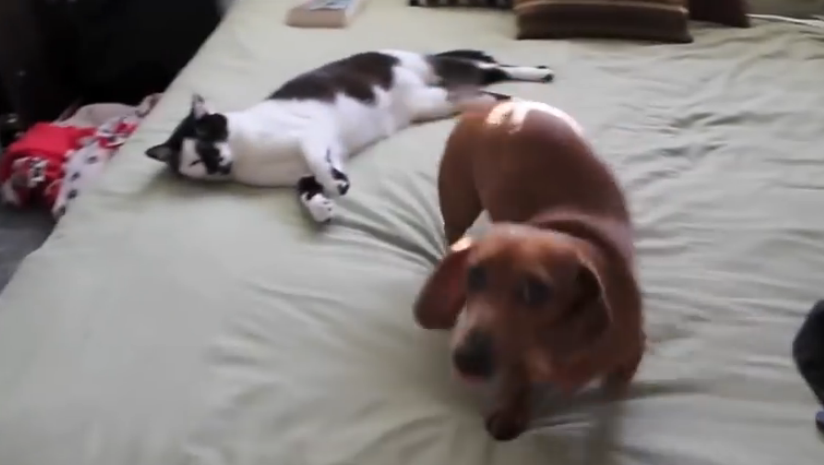 興奮状態の犬を落ち着かせるネコ