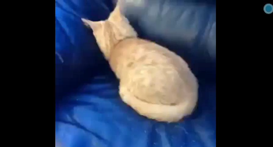ネコがソファーの隅っこにいたはずなんだけど