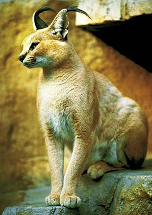 サバンナに住むカラカルの赤ちゃんがトンデモナクかわいい 10枚 Buzzmag