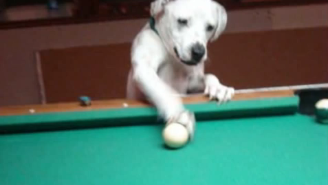 ビリアード犬