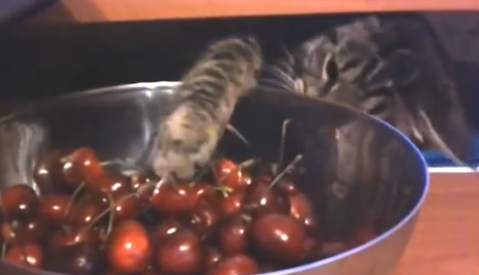 猫の手の仕事ぶり
