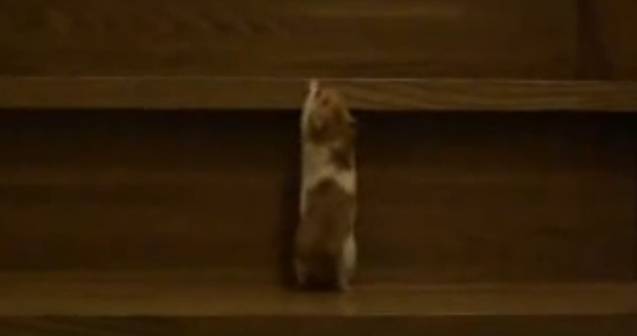 世界一かわいく階段を上るハムスター
