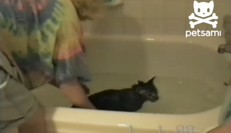 ネコを洗ってあげていたのに