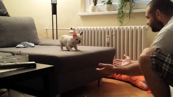 子犬が勇気を振り絞ってジャンプするまでの仕草がとんでもなくカワイイ