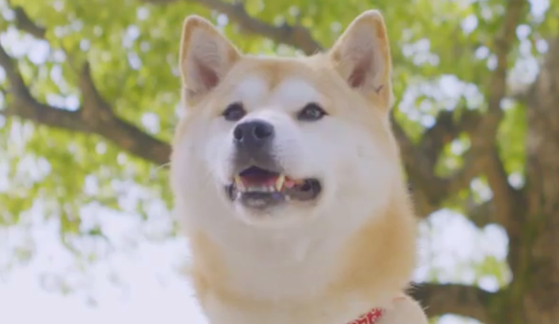 飲酒運転の車の犠牲になった飼い主を待ち続ける柴犬
