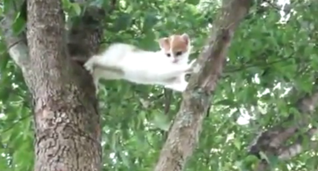 両手両足を踏ん張って母猫の助けを待つ子猫