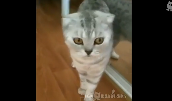 鏡に写った自分を見て凍りつくネコ