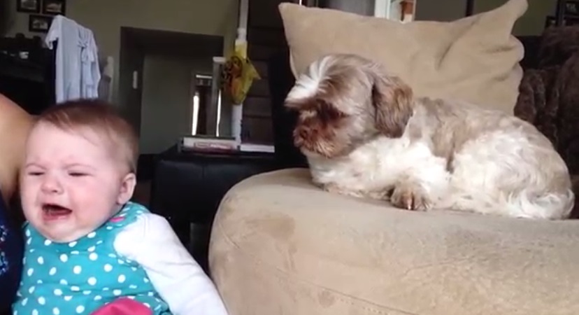 あかちゃんが泣くのを阻止する犬