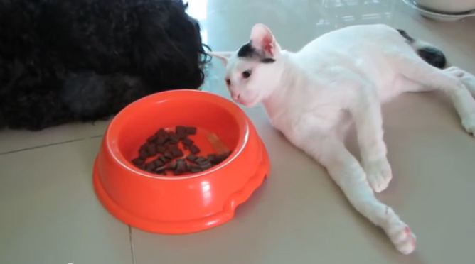 コソコソと犬のご飯を盗むネコ