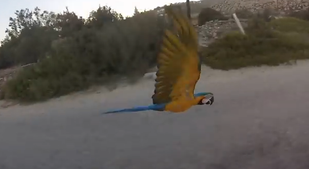 バイクで走りながらオウムを呼んだらこうなった
