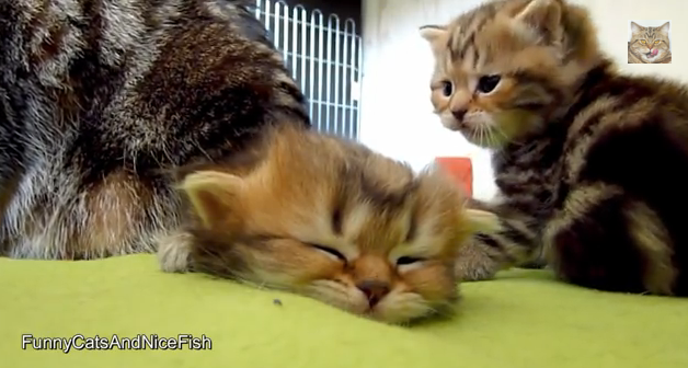 踏まれても乗られても起きない子猫が起きた瞬間がこれまたかわいい