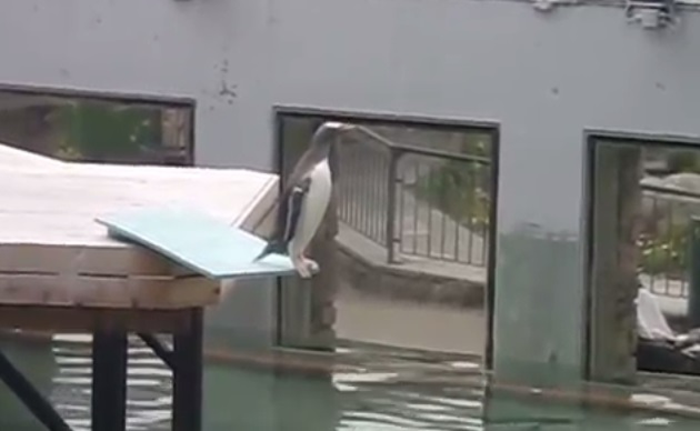 怖くて飛び込めないペンギンを襲ったお約束のオチ