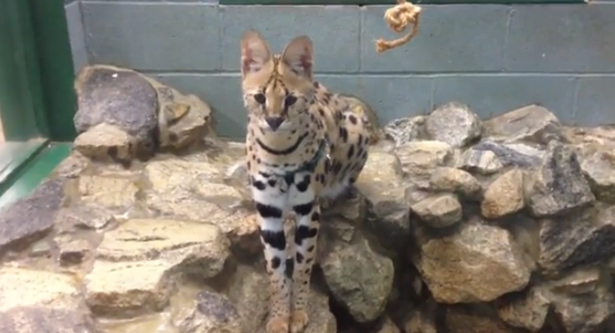 サーバルキャット