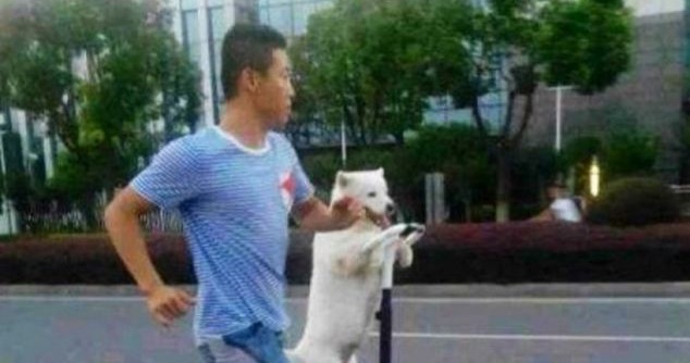 セグウェイで散歩する犬