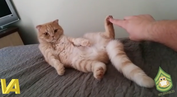 猫の肉球をくすぐったら猫が変な形になってしまった