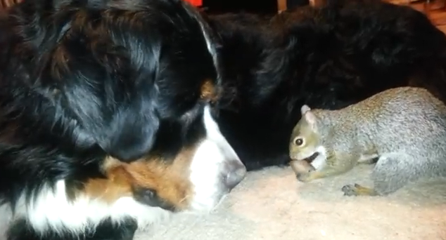 犬のモフモフの中にドングリを隠そうとするリス