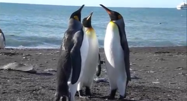 ペンギンの喧嘩