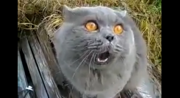 あかんあかんと止めてくるネコ