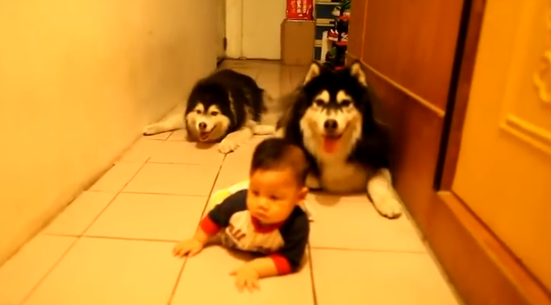 赤ちゃんとハイハイ勝負をするハスキー
