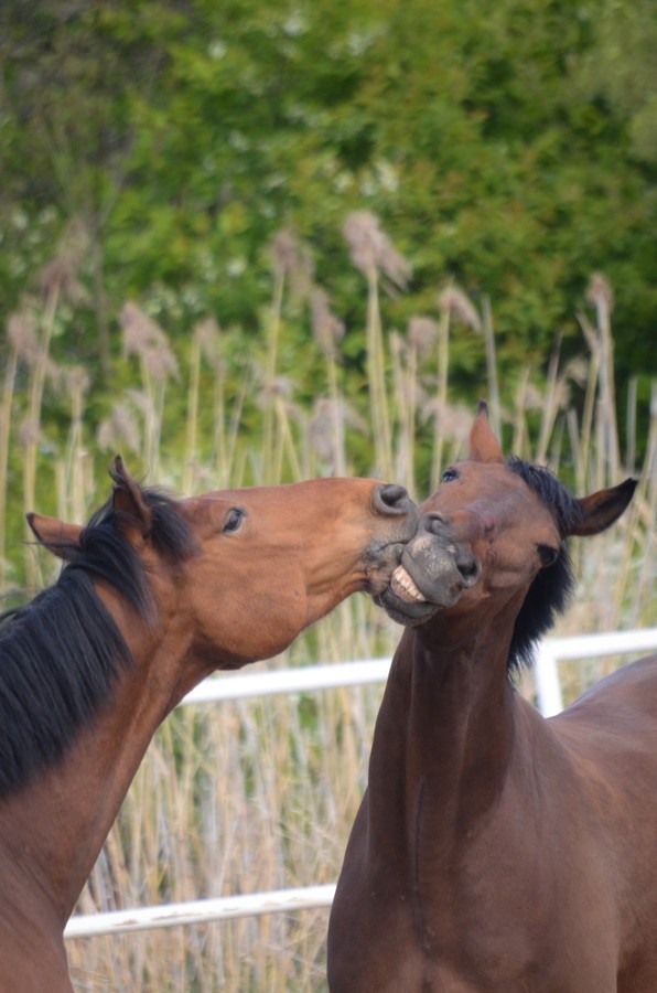癒やされる 動物たちのキスに心がほんわかする31枚 Buzzmag