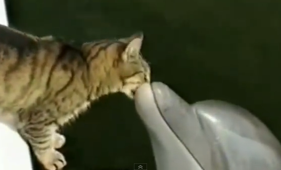 ネコとイルカの交流にめちゃくちゃ癒される