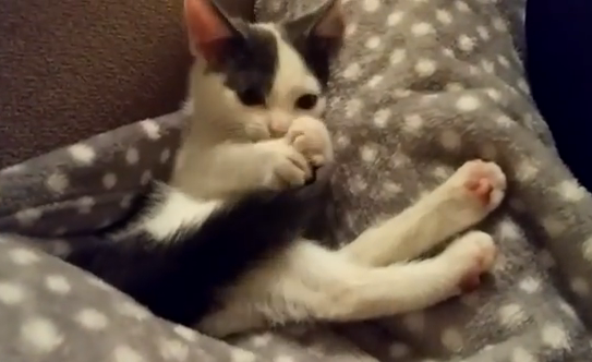 自分のシッポのニョロニョロで遊ぶ猫