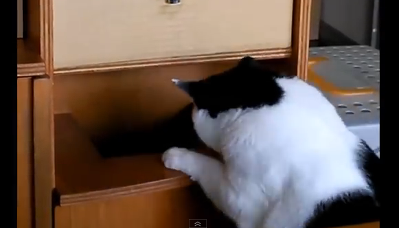 穴に入りたい猫