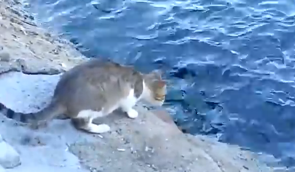 カッコイイ 目にも留まらぬ早業で海で泳いでいる魚を捕るネコ Buzzmag