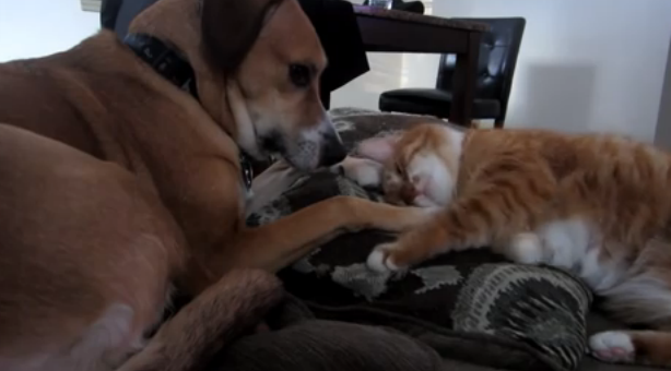 猛烈に好き好きアピールするネコと無関心すぎるワンコ