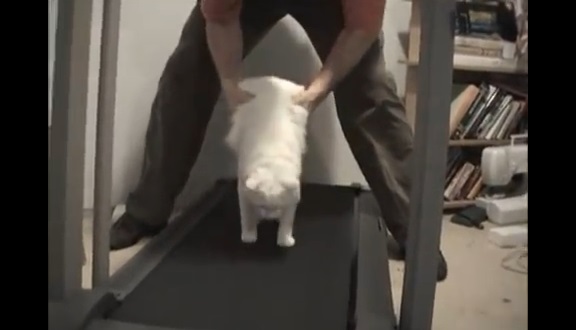 運動不足の猫をルームランナーに乗せてみた