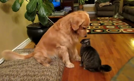 突然抱きつく猫