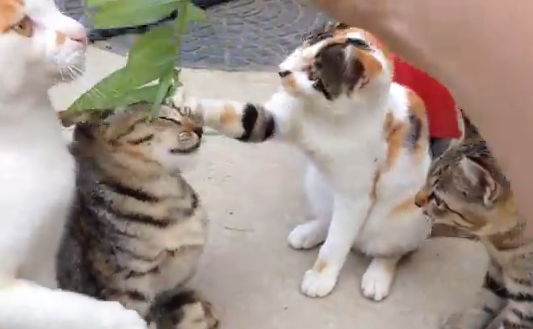 ネコと草で遊んだら