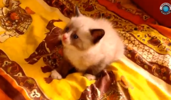 掃除機に驚いた子猫が全力で守ってやりたくなるかわいさ