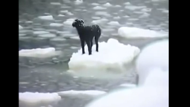 氷の上に取り残さた犬