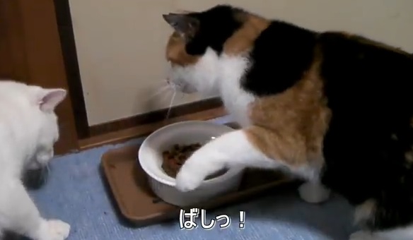思わずネコパンチ