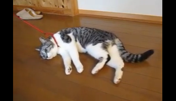固まるネコ