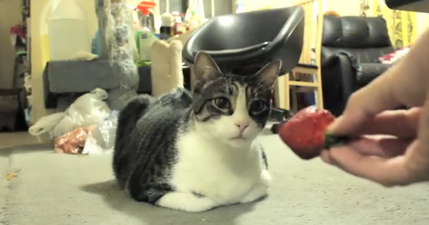 猫スマッシュ
