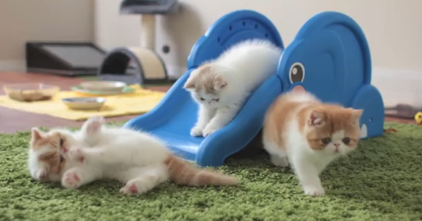 すべり台で遊ぶ子猫