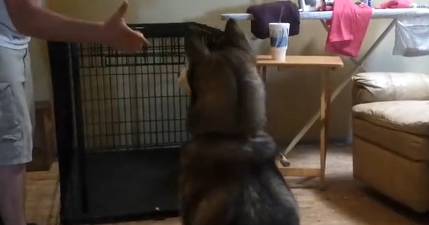 上手い 手をピストルにしてバーンと言うとドラマチックに死んでくれる犬 Buzzmag