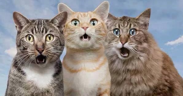 全猫が驚いた