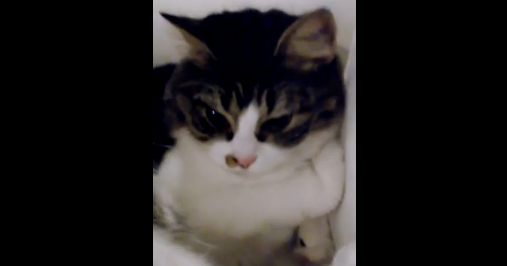 いじけ猫